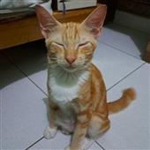 Kẻ