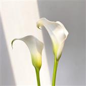 HE