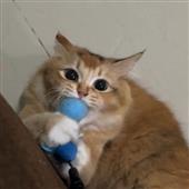 Re