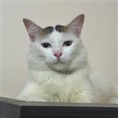 Đu