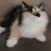 Lo