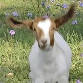 Be