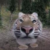 Ng