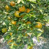 Mụ
