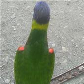 Th
