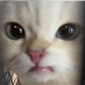 Sp
