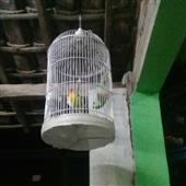 Vư
