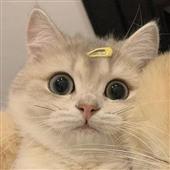 Độ