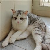 Dự