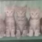 Ng