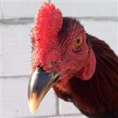 Tr