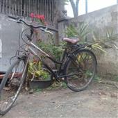 Cu