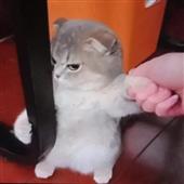 Pl